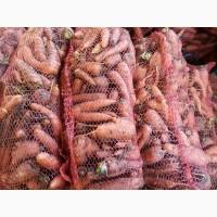 Продам моркву другого сорту для переробки та корму для тварин