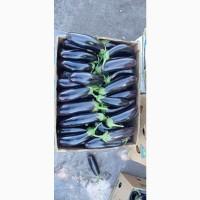 Продам баклажан