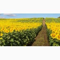 Продаж фермерського господарства Одеська область 1850 га. Farm for sale. Odessa region