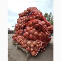 Продаж цибулі опт