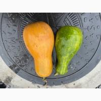 Продам Гарбуз