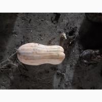 Продам гарбуз сорт Віоліна