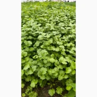 Продам кінзу