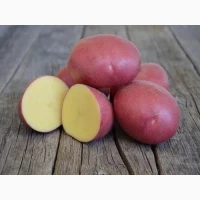 Куплю картоплю