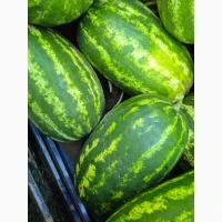 Продам кавун сорт Фонтана