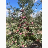 Продам яблука Гала Голден Джеромін