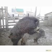 Поросята дикие вьетнамские