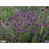 Продам чебрец обыкновенный трава