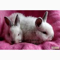 Калифорнийский кролик