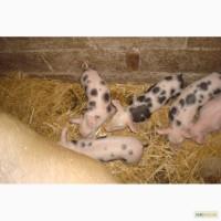 Продам поросята породи петрен ландрас