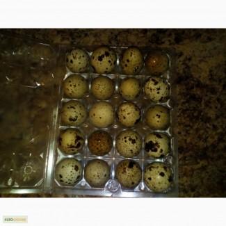 Яйця перепелині столові.Свіжі та якісні