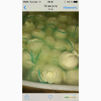 Продам сыр буратта