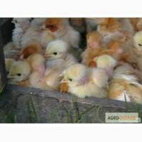 Продам курчата добові ред бро, голошия, мастер грей, гріз бар