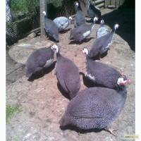 Инкубационное яйцо цесарок