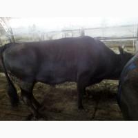 Продам говядину живьем корова и бык на экспорт