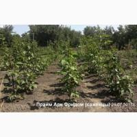 Продам саженцы ежевики 1-2летки(и маточный корень) сорта Коламбия, Тревелер, Фридом и др