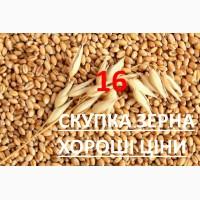 Дорого купим кукурудзу по Закарпатській області, яка не відповідає показникам ДСТУ