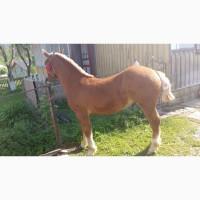 Продам Коня