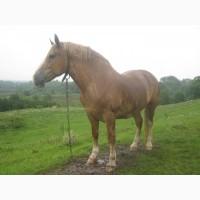 Продам кобилу