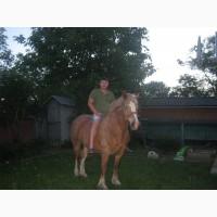 Продам кобилу
