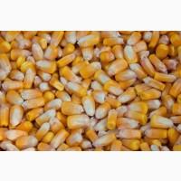 Продам семена от поставщика от 1 до 20 тонн