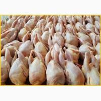 Мясо перепела BIO оптом