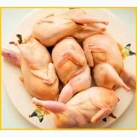 Мясо перепела BIO оптом