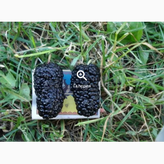 Саджанці шовковиці щепленої вибір сортів