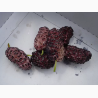 Саджанці шовковиці щепленої вибір сортів