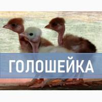Голошейка. Яйцо для инкубации ЧЕРКАССЫ