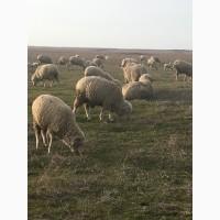 Продам овец