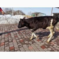 Продам Теличку