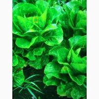 Продам салат Ромен