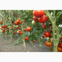 Продам помидор некондичку