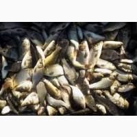 Продаём малька живой рыбы оптом от 100 кш.; толстолобик, белый амур