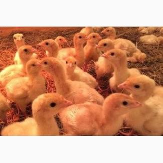 Продам індичат Біг-6