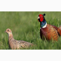 Фазан охотничий