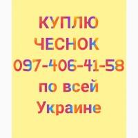 Куплю чеснок за наличный расчёт