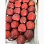 Продам яблука Ред Чіф