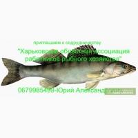 Приглашаем к сотрудничеству рыбные хозяйства