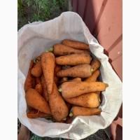 Морковь Каскад