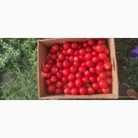 Продам помидор