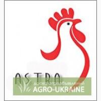 Молодняк птиці підрощений недорого