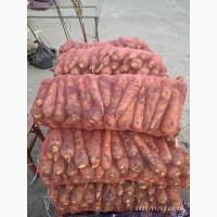Продам моркву болівар
