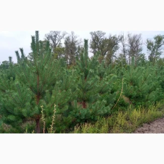 Ялинка новорічна Сосна новогодняя Елки Сосны оптом от Фермера