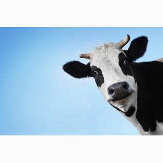 Заготовка коров быков тёлок