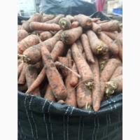 Продам моркву Польща