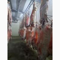 Баранина с аккредитив на Арабский Эмираты и Иран