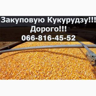 Закуповую кукурудзу у необмеженій кількості!ДОРОГО!!!!Оплата на вагах
