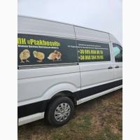 Продам добовий молодняк с/г птиці